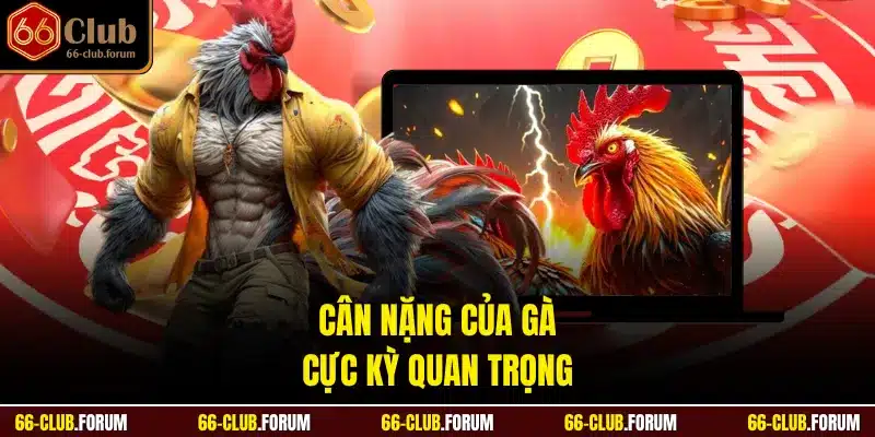 Cân nặng của gà cực kỳ quan trọng
