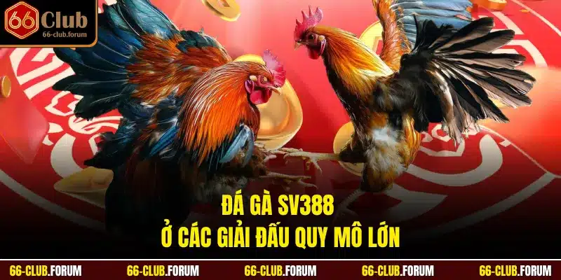 Đá gà SV388 ở các giải đấu quy mô lớn