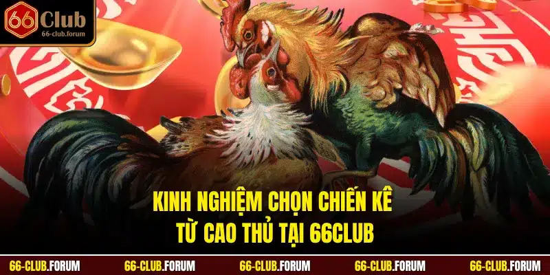 Kinh nghiệm chọn chiến kê từ cao thủ tại 66Club