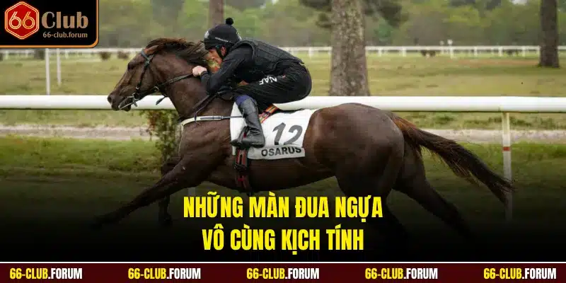 Những màn đua ngựa vô cùng kịch tính