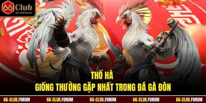 Thổ Hà - Giống thường gặp nhất trong đá gà đòn