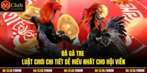 Đá Gà Tre - Luật Chơi Chi Tiết Dễ Hiểu Nhất Cho Hội Viên