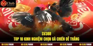 SV388 - Top 10 Kinh Nghiệm Chọn Gà Chiến Dễ Thắng