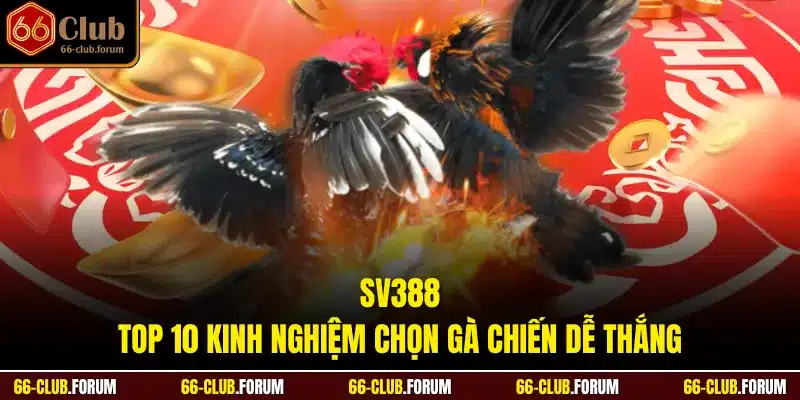 SV388 - Top 10 Kinh Nghiệm Chọn Gà Chiến Dễ Thắng